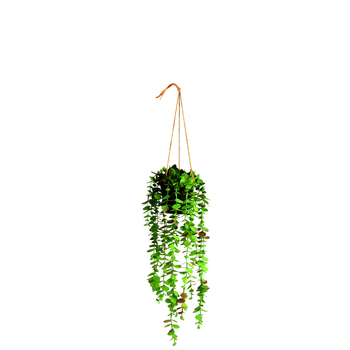 Maine & Crawford 50cm Faux Eucalyptus In Hanging Pot Artificial - Green