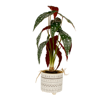 Maine & Crawford 56cm Arrowroot Artificial Plant In Concrete Pot