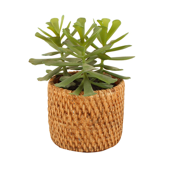 Maine & Crawford 18cm Succulent In Ceramic Weave Pot Artificial Plant