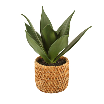 Maine & Crawford 25cm Aloe In Ceramic Weave Pot Artificial Plant