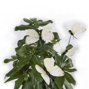 8x 6pc Garden 50cm Cabbage Moth Sticks Outdoor Home Decor