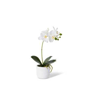 E Style Artificial 35cm Phalaenopsis Orchid in Textured Pot - White