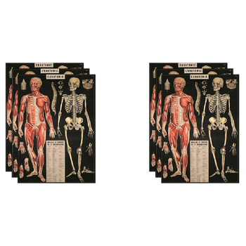 6PK Cavallini Paper Poster Prints/Gift Wrap 50x70cm - L'Anatomie