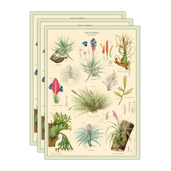 3PK Cavallini Paper Poster Prints/Gift Wrap 50x70cm - Air Plants