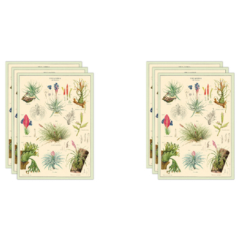 6PK Cavallini Paper Poster Prints/Gift Wrap 50x70cm - Air Plants