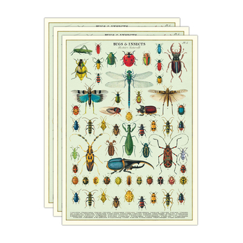 3PK Cavallini Paper Poster Prints/Gift Wrap 50x70cm - Bugs & Insects
