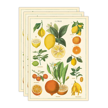 3PK Cavallini Paper Poster Prints/Gift Wrap 50x70cm - Citrus