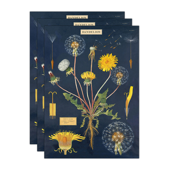3PK Cavallini Paper Poster Prints/Gift Wrap 50x70cm - Dandelion Chart