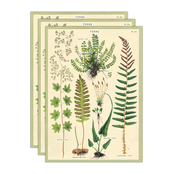 3PK Cavallini Paper Poster Prints/Gift Wrap 50x70cm - Ferns