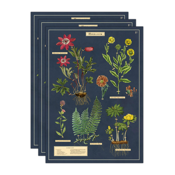 3PK Cavallini Paper Poster Prints/Gift Wrap 50x70cm - Herbarium