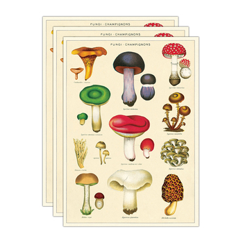 3PK Cavallini Paper Poster Prints/Gift Wrap 50x70cm - Mushrooms 2