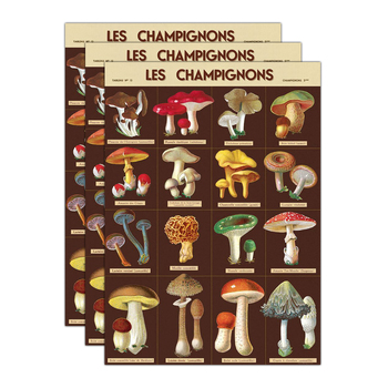 3PK Cavallini Paper Poster Prints/Gift Wrap 50x70cm - Les Champignons