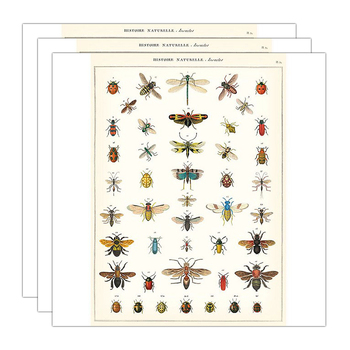 3PK Cavallini Paper Poster Prints/Gift Wrap 50x70cm - Nat History Insects