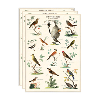 3PK Cavallini Paper Poster Prints/Gift Wrap 50x70cm - Ornithologie