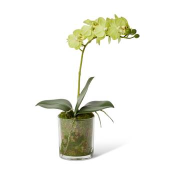 E Style Phalaenopsis Mini Green Orchid Artificial Flower Glass Vessel 17x10x30cm