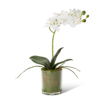 E Style Phalaenopsis Mini White Orchid Artificial Flower Glass Vessel 17x10x30cm