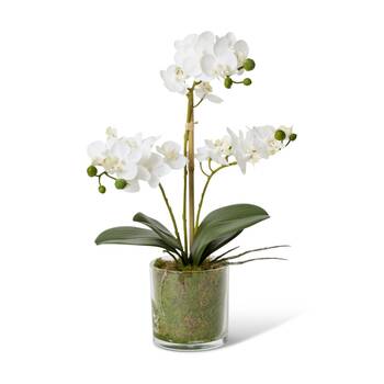 E Style Phalaenopsis Mini White Orchid Artificial Flower Glass Vessel 21x16x40cm