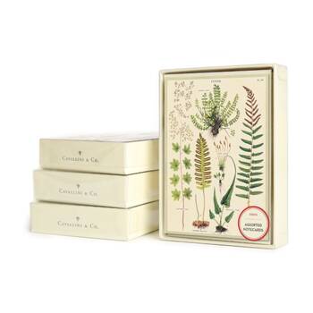 8pc Cavallini Boxed Notecards Fern Botanical Designs Cards Envelopes