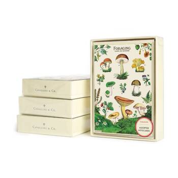 8pc Cavallini Boxed Notecards Foraging Nature Folded Cards Set Assorted