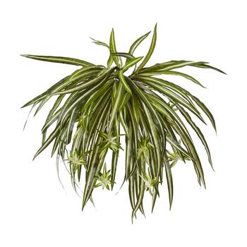 E Style Spider Plant Variegated Indoor Plastic Fabric Wire 35x35x48cm