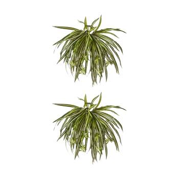 2PK E Style Spider Plant Variegated Indoor Plastic Fabric Wire 35x35x48cm
