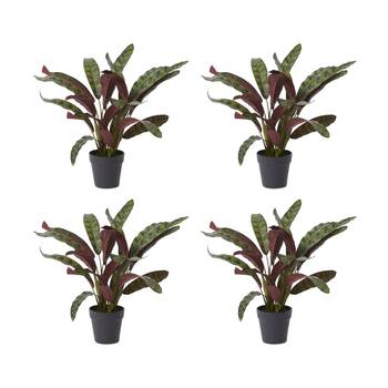 4PK E Style Calathea Zebra Plant Potted Plastic Fabric Wire Red Green 54x48x56cm