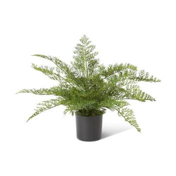 E Style Starter Fern Plant Plastic Fabric Wire Cement Pot Green 60x60x51cm