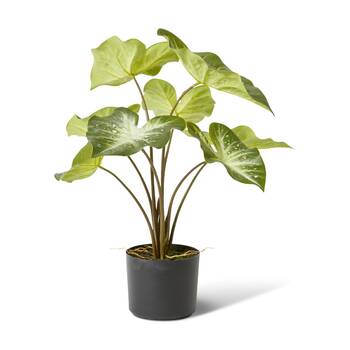 E Style Caladium Plant Variegated Plastic Fabric Wire Pot Green 55x44x53cm