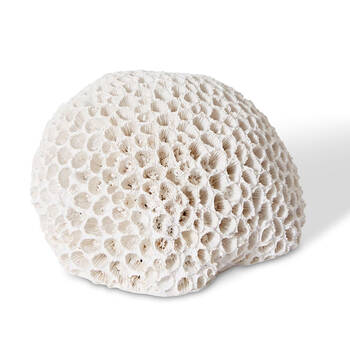 E Style Coral Brain Decorative Display Polyresin 16x13cm - White