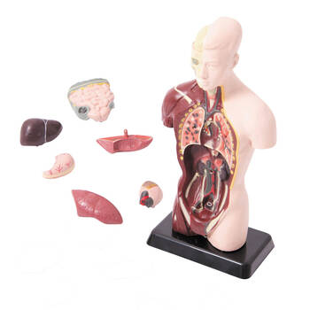 8pc Edu-Toys Human Anatomy Model 27cm Kids STEM Learning Toy