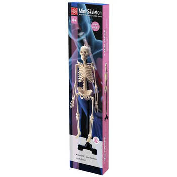 Edu-Toys Mini Skeleton 46cm Kids/Children Educational Toy 8y+
