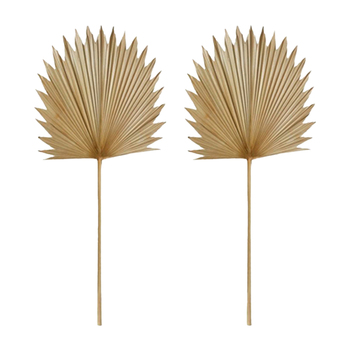 2PK E Style 103cm Sun Fan Palm Dried Stem - Natural