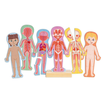 Hape Human Body Magnetic Puzzle Educational Interactive Toy for Kids 3Y+