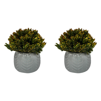 2PK LVD Potted 17cm Formal Moss Artificial Faux/Fake Plant Small - Red