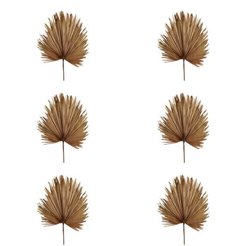 6PK Belle Preserved Palm Leaf Home Decor Large 114cm Brown