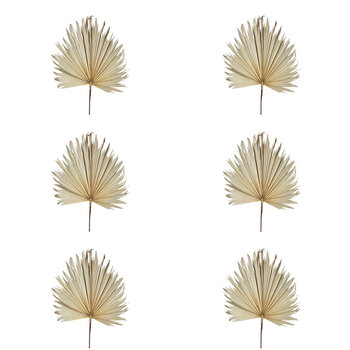 6PK Belle Preserved Palm Leaf Cream Home Decor Large 114cm Cream