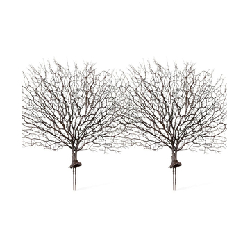 2PK E Style Artificial 48cm Plastic Coral Fan Sea Plant - Brown
