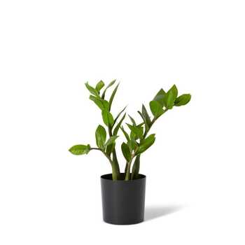 E Style 32cm Zanzibar Artificial Potted Plant - Green