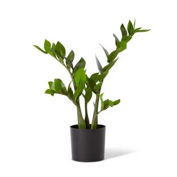 E Style 57cm Zanzibar Potted Artificial Plant Decor - Green