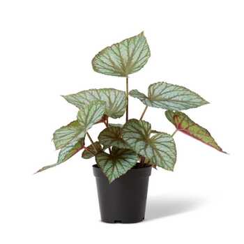 E Style 47cm Begonia Rex Potted Artificial Plant Decor - Green