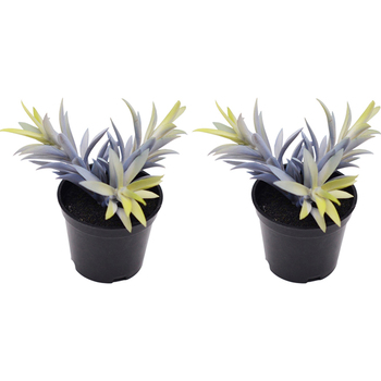 2x Urban 14cm Potted Succulent Artificial Plant - Blue