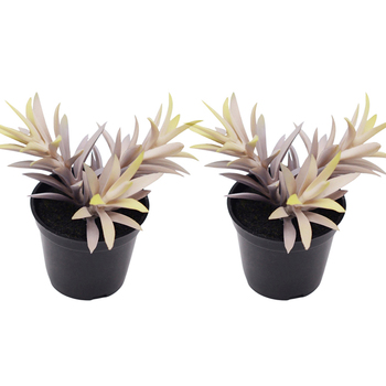 2x Urban 14cm Potted Succulent Artificial Plant - Purple