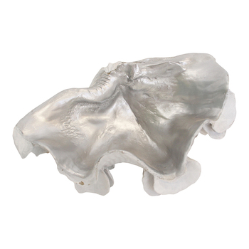 LVD Decorative 23.5cm Resin Clam Shell/Trinket Medium - White/Silver