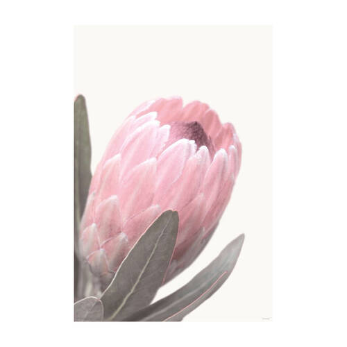Impact Merch Pale Pink Protea