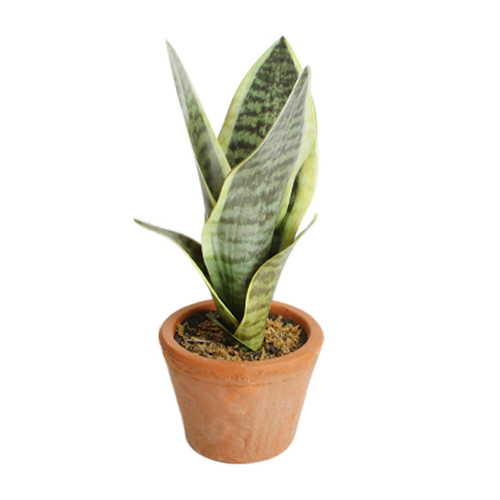 Maine & Crawford 36cm Mothers Tongue In Terracotta Pot Artificial Plant