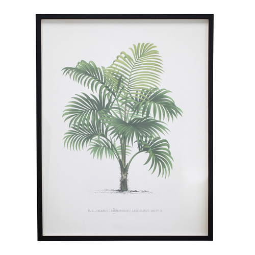 LVD Framed Glass/Rein 70x90cm Print Vintage Palm 1 Wall Hanging Art