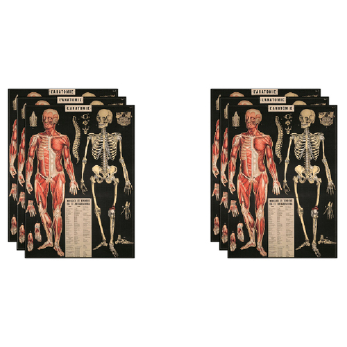6PK Cavallini Paper Poster Prints/Gift Wrap 50x70cm - L'Anatomie