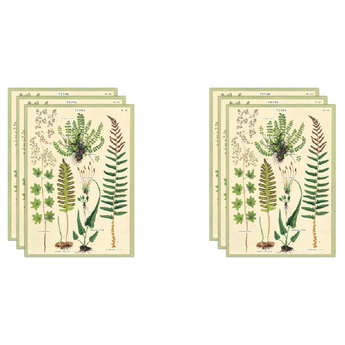 6PK Cavallini Paper Poster Prints/Gift Wrap 50x70cm - Ferns