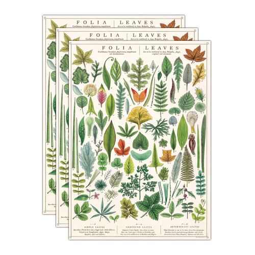 3PK Cavallini Paper Poster Prints/Gift Wrap 50x70cm - Folia Leaves
