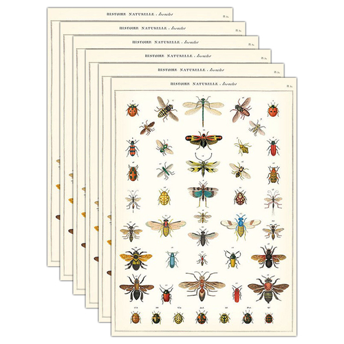 6PK Cavallini Paper Poster Prints/Gift Wrap 50x70cm - Nat History Insects